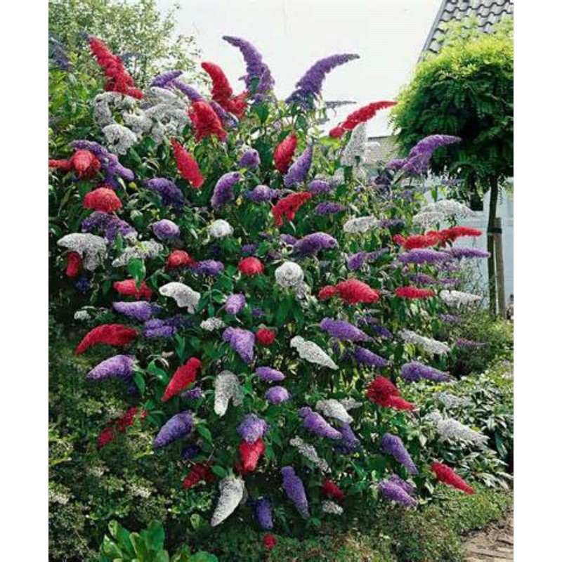 150 Seeds - Butterfly Bush