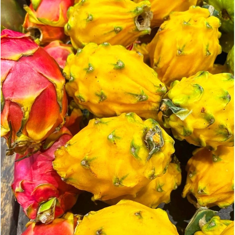 Seed-Top 250 Dragon Seeds Mix Pitahaya Rare varieties pitaya Easily