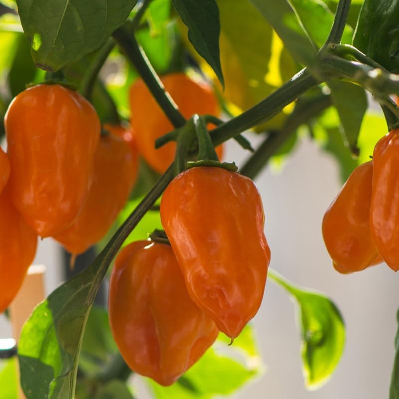 Pepper-Orange Habañero 200 Seeds