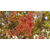 Roasted Salted Pistachios in-shell Heart healthy and California grown and