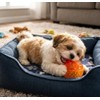 PETS&MORE | Pelota Masticable para Perros | Juguete Mordedor Chillón