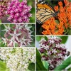 Seed Needs Milkweed Seed Packet Collection by Seed Needs -