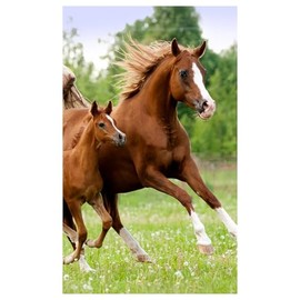 damaloo Children's Towel 30 x 50 cm with Horse Motif - Soft Cotton Towel for Girls & Boys - Absorbent & Skin-Friendly - Towel for School, Nursery, Travel & Home