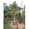 The Flower Pot Nursery Ponytail Palm - Beaucarnea recurvata - 4” Pot