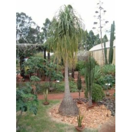 The Flower Pot Nursery Ponytail Palm - Beaucarnea recurvata - 4” Pot