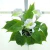 Artificial Flower Living Room Decorative Flowers Plastic Flowers Simulation Potted