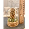 Honey Bee Taxidermy In Glass dome display Oddity, Entomology, Curiosities