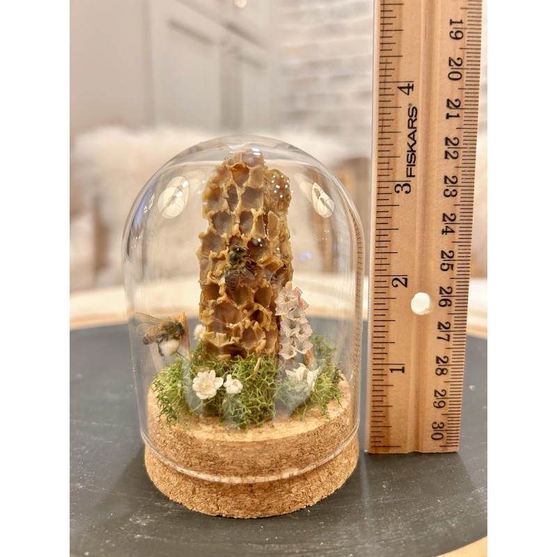 Honey Bee Taxidermy In Glass dome display Oddity, Entomology, Curiosities