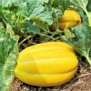 NYgardenia 120+ Korean Melon Seeds – Asian Fruit Cucumber Melon