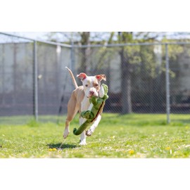 Fluff & Tuff Big Daddy Gator