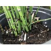 Horsetail Reeds 15-20 Count, 15-30 Inches Tall Equisetum Hyemale LIVE