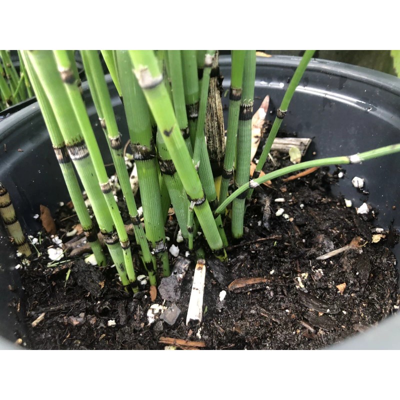 Horsetail Reeds 15-20 Count, 15-30 Inches Tall Equisetum Hyemale LIVE