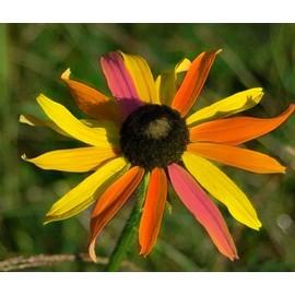 5G Multicolored Black Eyes Susan Seeds Attracts Butterflies Plant