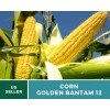 Southern Seeds Corn, Golden Bantam (12 Row) seeds - Heirloom