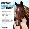 Kinesio Equine Tape - Tex Gold FP Horse Tape -Tape