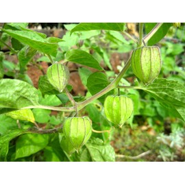 TomorrowSeeds - Hawaiian Giant Poha Berry Seeds - 600+ Count - for 2025 Planting Physalis Peruviana Goldenberry Peruvian Ground Cherry Cape Gooseberry Pichuberry Inca Tomatillo Fruit Grow Your Own
