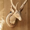 Qonutoci European Mount Skull Hanger - 8 Pack 4.1"x1.4" Deer