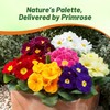 Outsidepride Danova Grower Mix Common Primrose Seeds - 50 Pcs