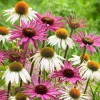Fairy7Seas Echinacea Seeds - Echinacea Purpurea- Coneflower, Lustre Hybr. Mix
