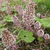 Palm Beach Medicinal Herbs - Butterbur (Petasites hybridus) - Packet