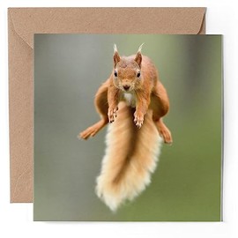 1 x Greeting Card - Funny Jumping Red Squirrel - Blank Birthday Celebration Anniversary #63117