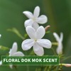 Kitama Massageöl Aroma Dok Mok Thai Wasser-Jasmin - Körper-Öl für