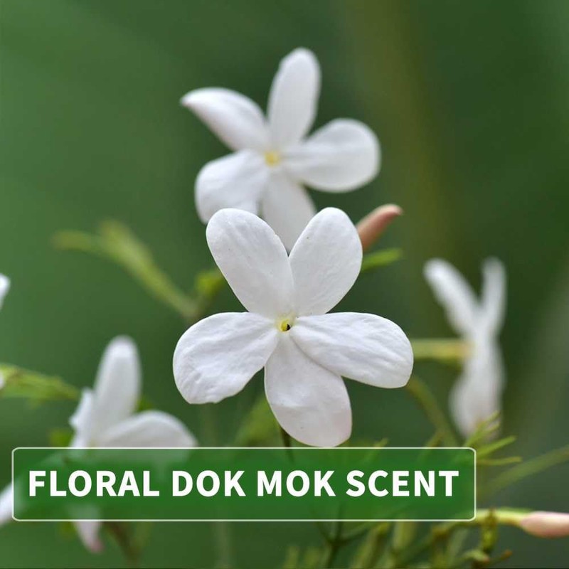 Kitama Massageöl Aroma Dok Mok Thai Wasser-Jasmin - Körper-Öl für