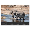 Elephant Grey Giants (Wall Calendar 2026 DIN A2 Landscape), CALVENDO