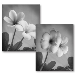 Gango Editions Classic Black & White Floral Photographs. Beautifully Classic; Two 8x10 Poster Prints
