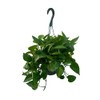 Golden Pothos Indoor Hanging Plant, Live Houseplant in Basket, Green