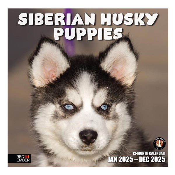 RED EMBER Siberian Husky Puppies 2025 Wall Calendar 12 Month