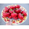 Nora Pepper 10+ Seeds