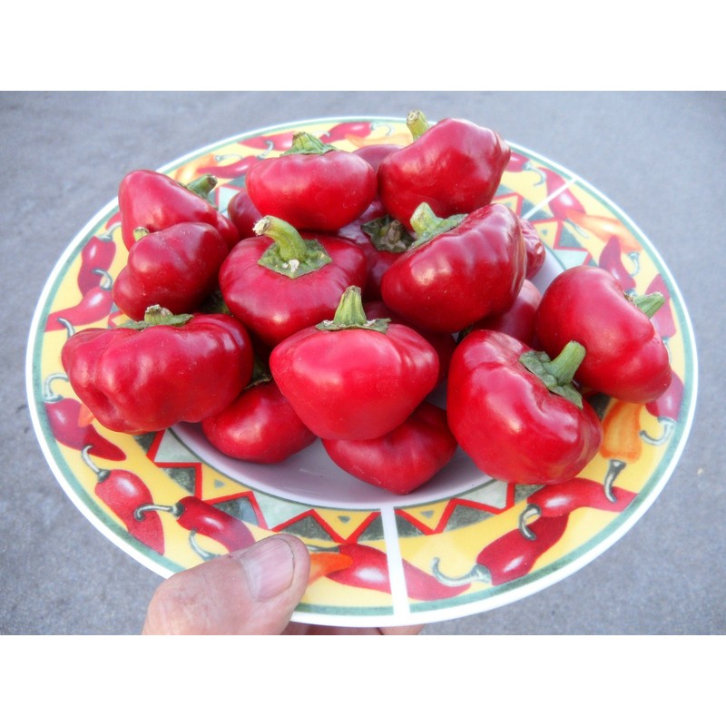 Nora Pepper 10+ Seeds