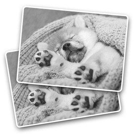 Rectangle Stickers(Set of 2) 7.5cm BW - Sleepy Shiba Inu Puppy Dog Fun Decals for Laptops,Tablets,Luggage,Scrap Booking,Fridges, #38651
