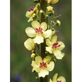 Gaea's Blessing Seeds - Mullein Seeds - Non-GMO Herb Seeds with Easy to Follow Instructions, Heirloom, Open-Pollinated, Untreated