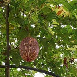 Squash Seeds - Winter - Cushaw Orange - 1 Oz ~170 Seeds - Cucurbita argyrosperma - Farm & Garden Vegetable Seeds - Non-GMO, Heirloom, Open Pollinated, Annual - AKA: Cushaw Orange Pumpkin