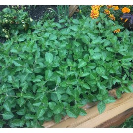 100+ SEEDS NEW 2024 HOLY BASIL - Organic Kapoor Tulsi - Bubblegum scent Herbal
