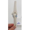 Mini size elbow joint model for easy handling, articulating movable