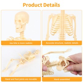 Lotvic Mini Human Skeleton Model, 35cm Skeleton Model with Movable Arms and Legs, Educational 3D Human Body Skeleton with Base for Kids Medical Teaching Learning