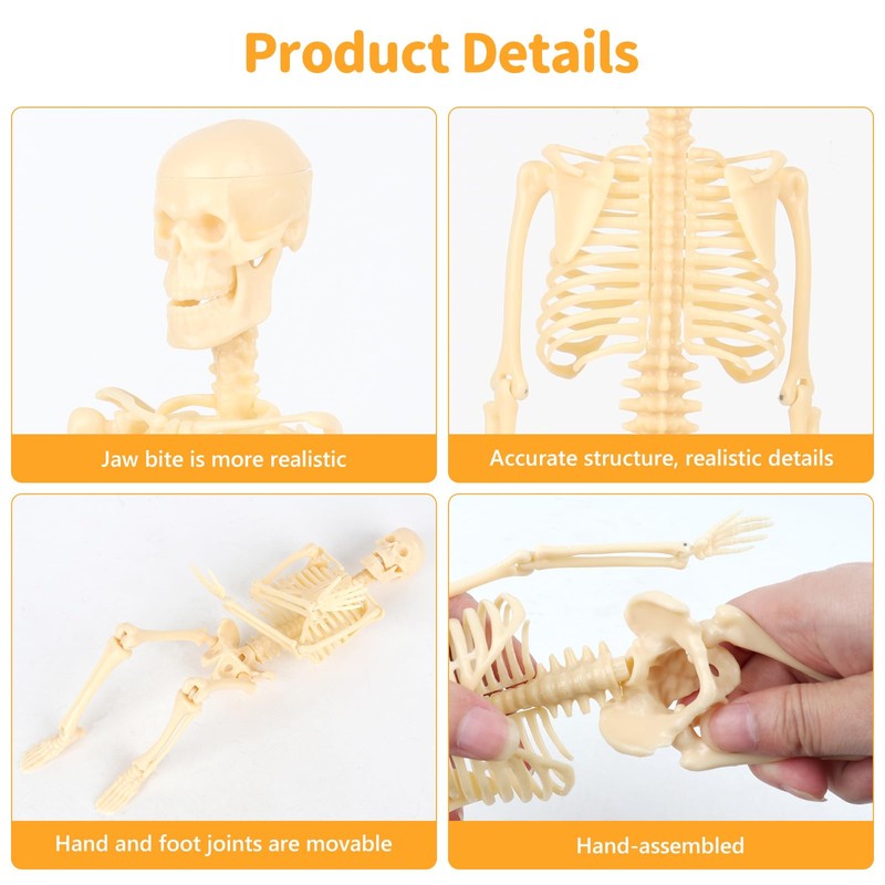 Lotvic Mini Human Skeleton Model, 35cm Skeleton Model with Movable