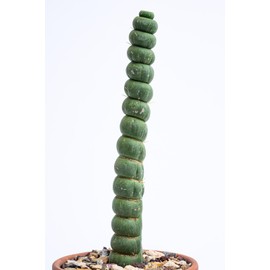 Eulychnia Castanea Spiralis - Unicorn Horn Live Rare Unique Cactus Plant (7'')