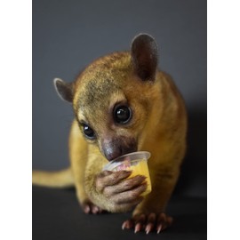 Komodo Jelly Pots Mixed Fruit Flavor Insect Food | Individually Portioned | Provides Nutrition & Hydration for Fruit-Eating Reptiles 40 Count Display (16g per Cup)