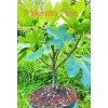 Hardy Chicago Organic Fig Tree 3 Cuttings ---Hardy Chicago