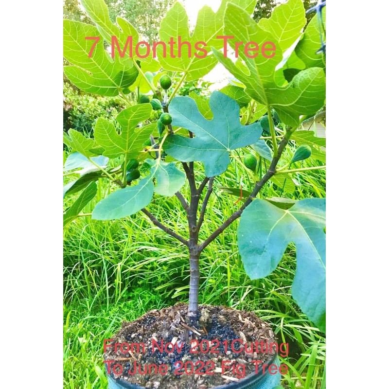 Hardy Chicago Organic Fig Tree 3 Cuttings ---Hardy Chicago
