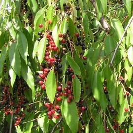 North America Black Cherry Tree Seeds, Prunus serotina Tree Seeds, Black Cherry Produces Fragrant Flowers (300 Seeds)