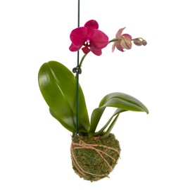 Better-Gro 19” Hanging Kokedama with Phalaenopsis Orchid – Indoor/Outdoor Planter- Pink