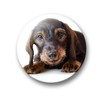 01 Large Refrigerator Magnets with Dachshund Portrait Design Set of