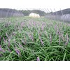 Super Blue Liriope Muscari - 50 Bare Root Plants -