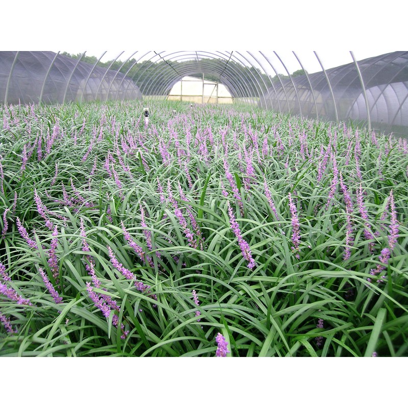 Super Blue Liriope Muscari - 50 Bare Root Plants -