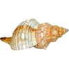 Kaltner Präsente Gift Idea - Shell Fasciolaria Trapezium Trapezium Snail